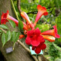 Best Seeds 15 Red Hummingbird Vine Seeds 10 Seeds Red Trumpet Bush Seeds NonGMO  - $17.88