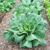 Collard Greens Seed, Vates, Heirloom, Non GMO, 25 Seeds, Collard Green - £1.27 GBP