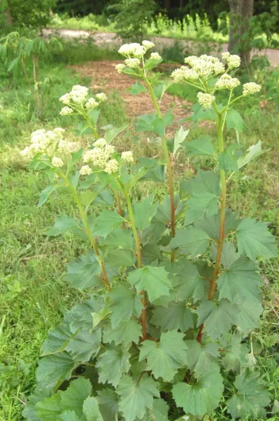 101 Great Indian Plantain Tall Native Wildflower Heat Cold Full Sun Shade Fresh  - £20.78 GBP