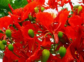 Tropical Seeds - Flame Tree 10 Heirloom Seeds See Listing-Delonix regia - £3.91 GBP