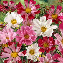 35 Cosmos Seeds Long Lasting Ann Seashells Mix Flower Fluted Drought Tol... - $17.96