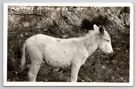 RPPC Donkey Native Of The West Mule Real Photo Postcard M26 - £10.21 GBP