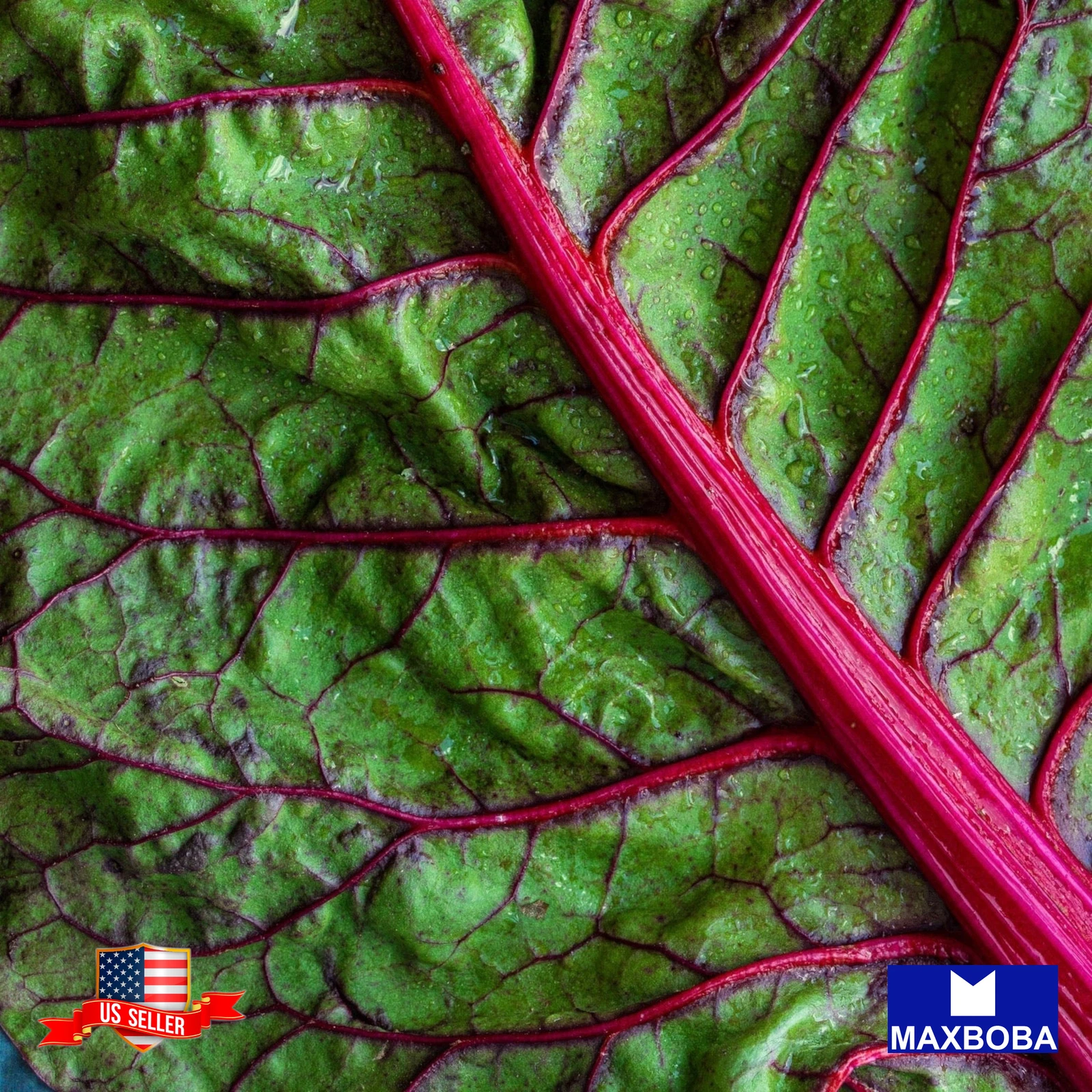 75 Magenta Sunset Swiss Chard Seeds Non-GMO Heirloom BTGO 75% OFF - $10.01