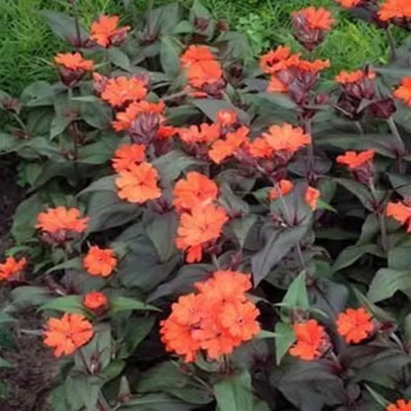 Lychnis Arkwrightii Vesuvius 50 Seeds Fresh Garden - £5.17 GBP