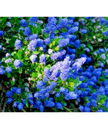 Ceanothus California Lilac Purple 1 Live 12 Inch Flower Plant Shrub Bush... - $53.39