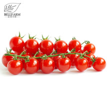 BELLFARM &#39;Renrong&#39; Bright Red Cherry Tomato Bonsai &#39;Seeds&#39; 20pcs+ Heirlo... - $3.97