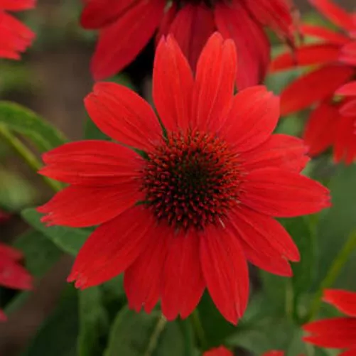 1.echinacea SOMBRERO SALSA RED 2.5&quot; pot  Live Potted Plant for Home Garden - £26.74 GBP