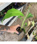 Putalinga Kula Banana – Tongan Banana – The Red Trunk Popo’Ulu Banana/ P... - $587.55 MXN