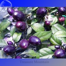 Pretty Purple Chilli Pepper 15 Seeds Hot Pepper Capsicum Fresh Seeds for Plantin - $11.99