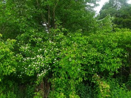 Lot of ~10~ Chinese Dogwood Seedlings Starter Trees Fall 2024 shipping - $78.95