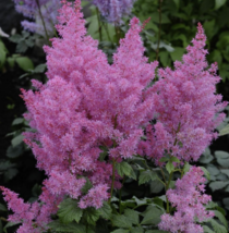 5 Pc Seeds Dwarf Chinese Astilbe Flower, Astilbe chinensis Seeds for Planting RK - £14.82 GBP