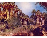 Andreas Canyon Landscape View California CA UNP Chrome Postcard D17 - $2.92