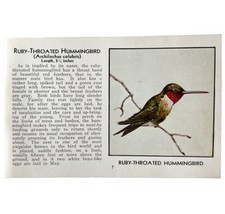 Ruby Throated Hummingbird Bird Print 1931 Blue Book Birds Of America Art PCBG13A - £19.65 GBP