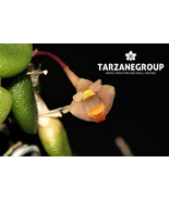 DOCKRILLIA / DENDROBIUM LICHENASTRUM MINIATURE ORCHID MOUNTED - $43.00