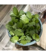 MOTHER OF 100 ADOPTED  5 BABY Kalanchoe Succulent Plant  FREE BONUS GIFT - £7.80 GBP