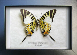 Five Bar Swordtail Graphium Antiphates Butterfly Entomology Collectible ... - £33.61 GBP