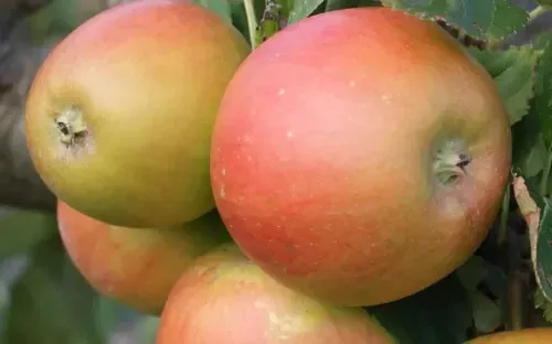 Fresh 25 Barnack Beauty Apple Seeds - £12.17 GBP