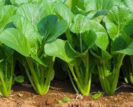 200 Seeds Tendergreen Mustard Spinach Komatsuna From USA  - £7.48 GBP