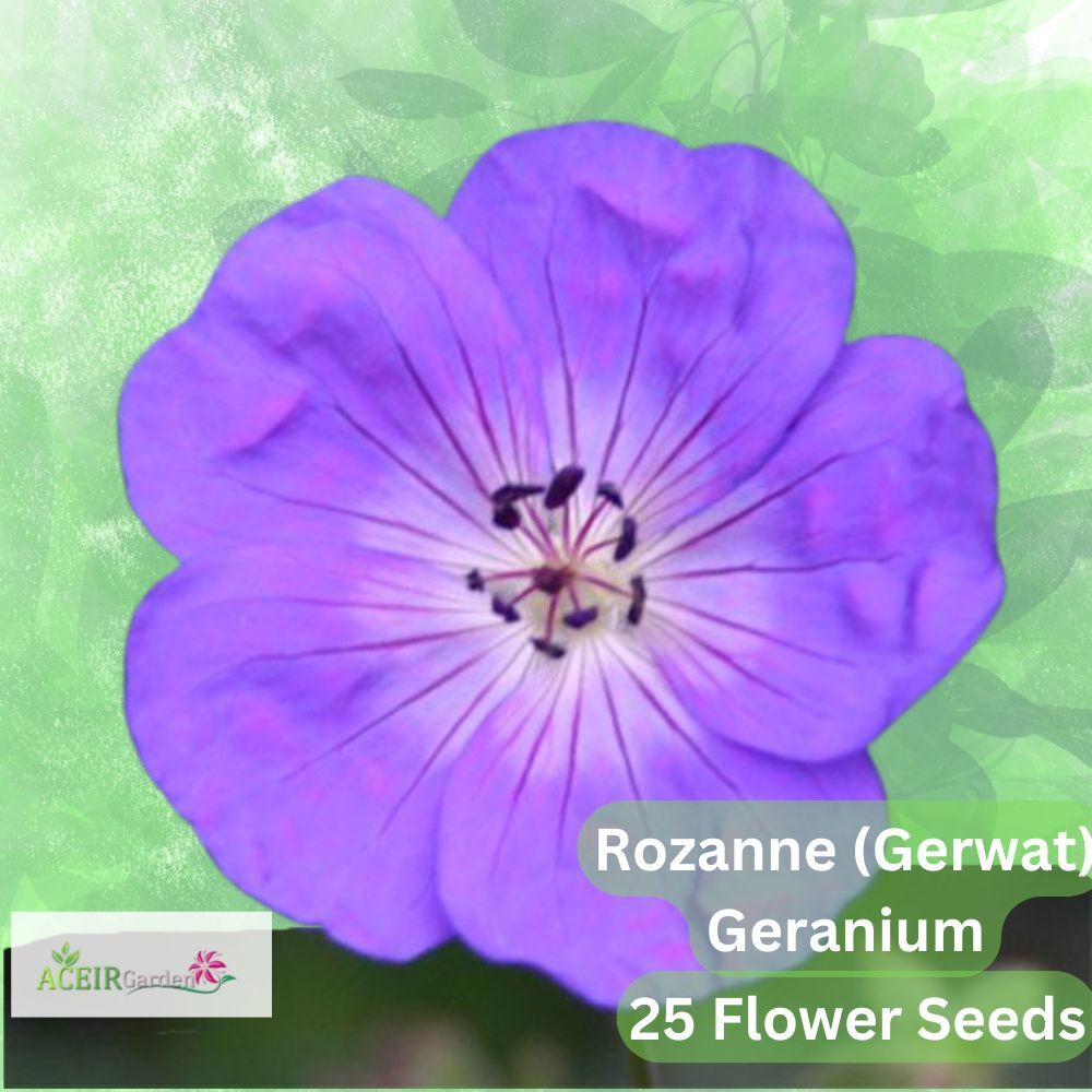 25 Rozanne Geranium Seeds (Gerwat) – Perennial Groundcover – Long-Bloomi... - $11.90