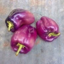 Lilac Bell Sweet Bell Pepper Vegetable Seeds Fresh Gardening - $14.52