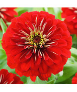 LWK Bogo 1/2 Off Zinnia Will Roger Flower Seeds Nongmo Easy Grow - €7,82 EUR