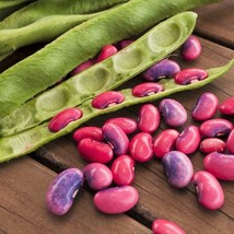 Scarlet Runner Bean Pole Magic Beans Red Flower Vining Plant Fresh Garde... - $9.90