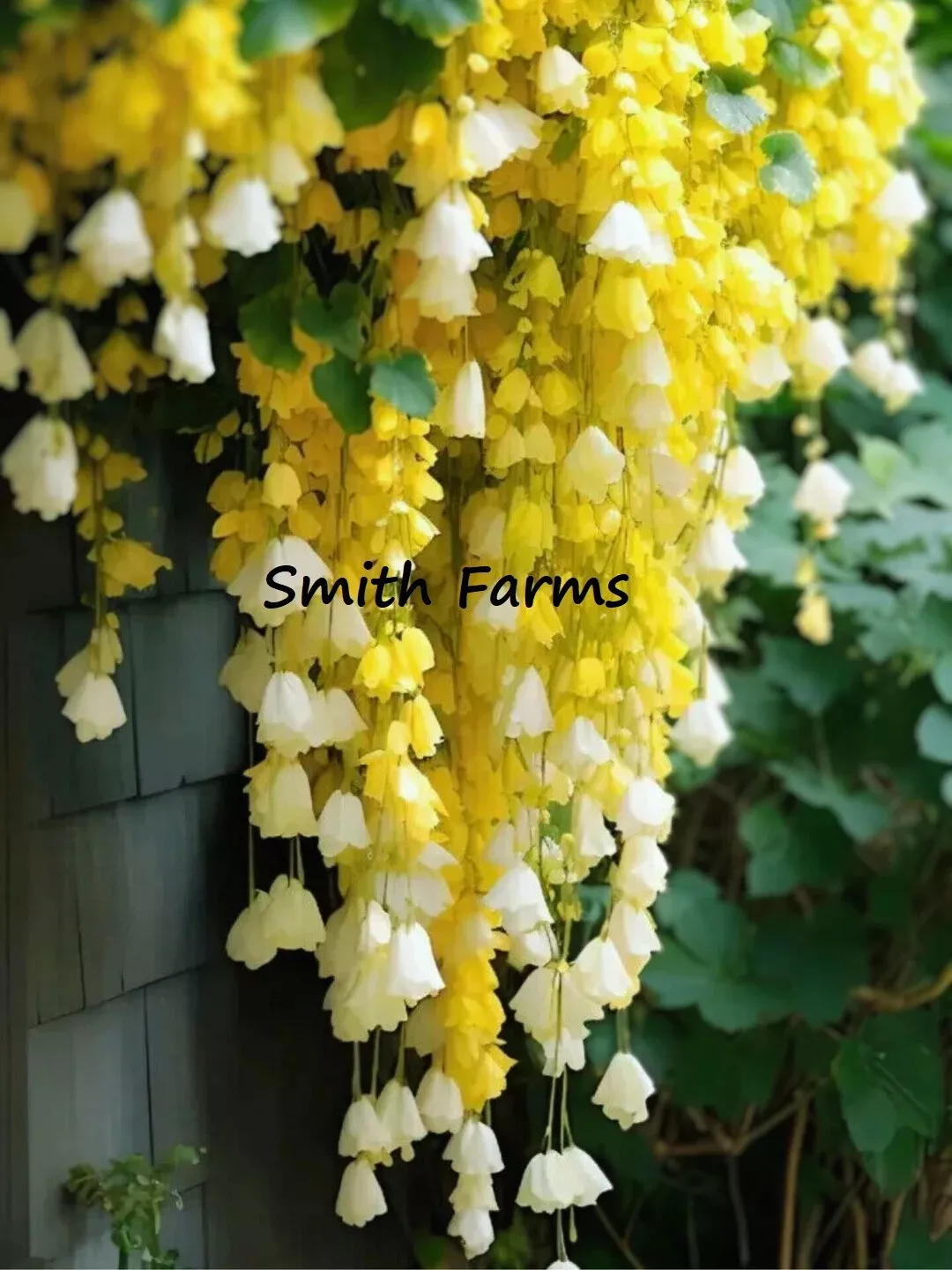 25 Seeds Yellow Weeping Begonia Flowers Hanging Basket Plant Fast US Shi... - $9.50