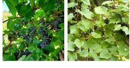 Garden Riparian Vitis riparia grape rootstock plants bare roots  Outdoor... - £30.37 GBP