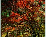 Fall Colors on Iron Mountain Mena Arkansas AR UNP Unused Chrome Postcard... - $4.90