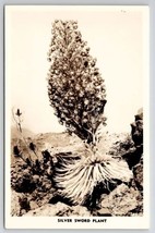 Hawaii RPPC Blooming Silver Sword Plant c1940s Real Photo Postcard U24 - £5.55 GBP