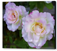 Two White Roses by Barbara Snyder Flowers Floral Canvas Giclee Print 16x20 - £125.82 GBP