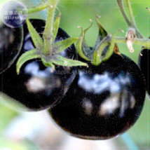 300 Seeds Imported European Black Big Tomato Organic Gardening USA SELLER - $14.22