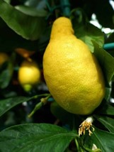 Fresh 5 Primofiori Lemon Seeds for Garden - €6,88 EUR