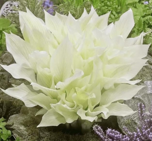 SEPTH hosta White Feather. Shipped Dormant and Bare Root Perennial Shade... - $7.48
