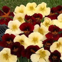 35 Nasturtium Night And Day Flower Seeds Mix Re Seeding Annual Beautiful Garden  - $13.68