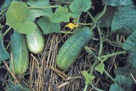 Pickling Cucumber Seed, National, Heirloom, Organic, Non Gmo, 500 Seeds, Pickle - £7.06 GBP