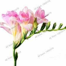 200 seeds Freesias Bonsai Gorgeous Colorful & Fragrant Plants Item image 2