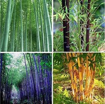 60 Seeds Bamboo Seeds Mixed Green Black Purple Yellow Colors Garden - $13.22