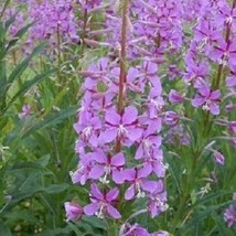 USA Seller 40 Epliobium Fireweed Fleischeri Herb Ground Cover Perennial Flower S - £16.61 GBP