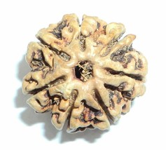 7 Mukhi Rudraksha Nepal Origin 25 Pieces Lab certified - £264.53 GBP