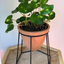 Farfugium Firefly Leopard Plant Tractor Seat Starter Plant 2 Plants Fres... - $39.00