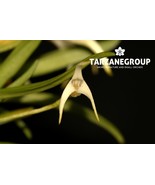 MASDEVALLIA MINUTA SMALL ORCHID POTTED - $605.52 MXN