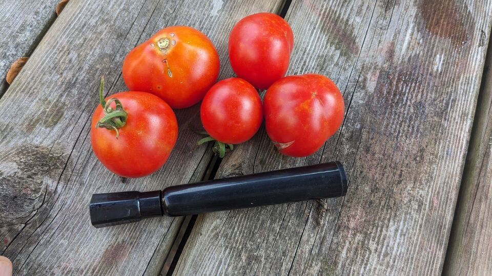 Glacier Cocktail Early Tomato Seeds -Heirloom, Cold-Tolerant, Productive... - $3.28+