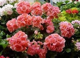 20 Seeds Bonsai Garden Pelargonium Light Pink Ball Flower Plantas Item image 3