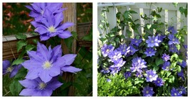 Huge Wedgewood Blue Flowers - H.F. Young Clematis Vine - 2.5&quot; Pot - £27.52 GBP