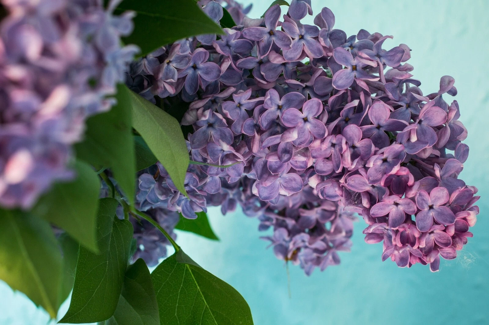 Persian Lilac {Melia azedarach}Sacred Tree | Fast Grow |10 Seeds  - $8.74