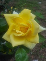 Oregold Grandiflora Rose Yellow 1 Gal. Bush Plant Plants Fine Roses Land... - £26.60 GBP