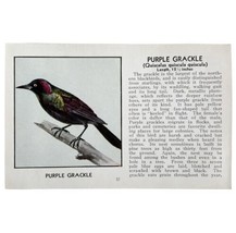 Purple Grackle Bird Print 1931 Blue Book Birds Of America Antique Art PCBG13B - £15.97 GBP