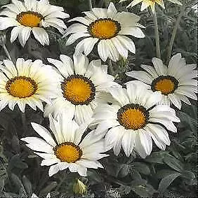 Gazania Kiss Frosty White 250 seeds - £28.73 GBP