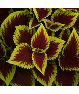 25+ Kong Scarlet Coleus Seeds – Non-GMO Heirloom Shade Garden Plant - $314.25 MXN